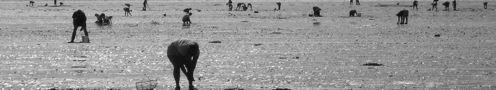 normandie-peche-a-pied