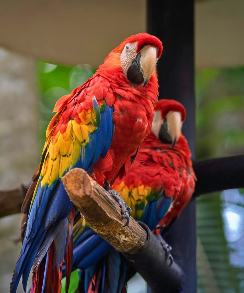 Volière camping utah beach